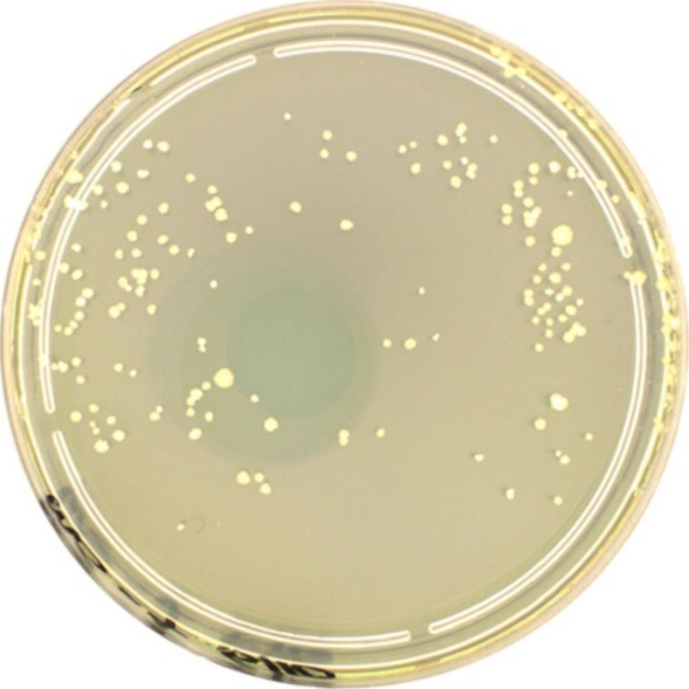 E+O Labs Middlebrook 7H11 Agar | MED1165 | EO LABS | SLS