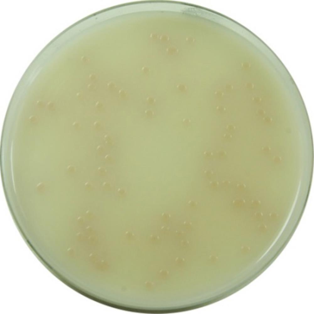 EO Labs Colorex Salmonella Plu | MED1234 | EO LABS | SLS
