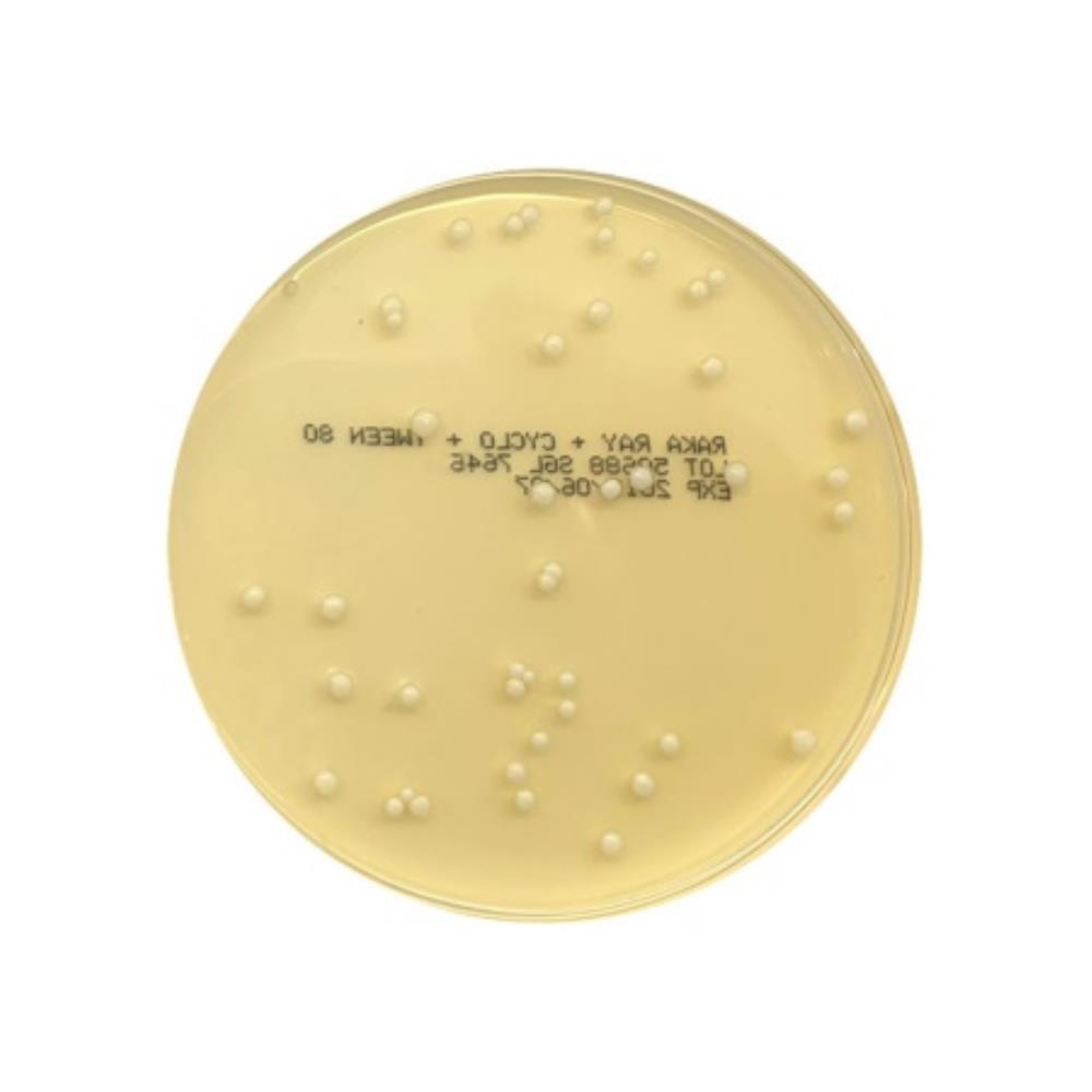 SGL Raka Ray Agar and Cyclohex | MED2290 | SOUTHERN GROUP LABORATORY | SLS